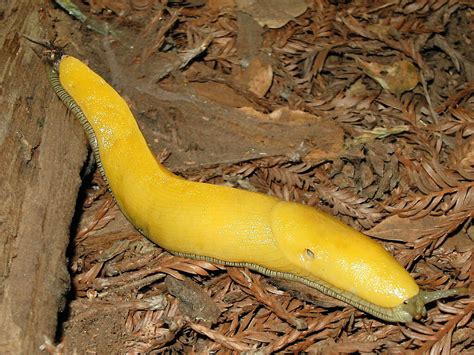 Banana Slugs — Coastside Land Trust