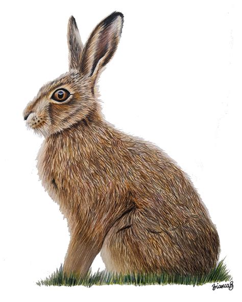 ORIGINAL Colored Pencil Hare Drawing Realistic Artwork - Etsy UK