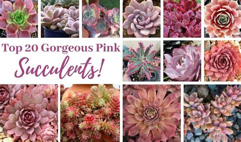 Top 20 Gorgeous Pink Succulent Varieties! | The Succulent Eclectic