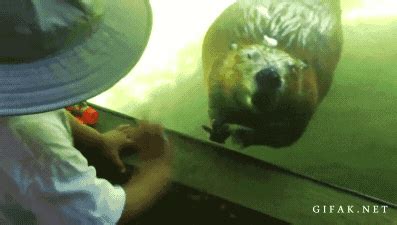Zoo GIF - Find & Share on GIPHY