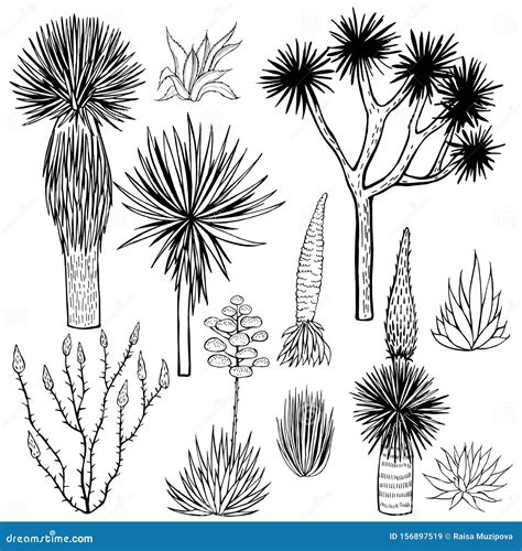 Desert Plants. Succulents. Vector Illustration Stock Vector - Illustration of colorful, exotic ...