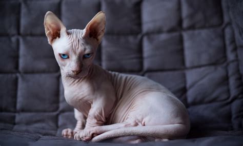 The Top Hairless Cat Breeds | BeChewy