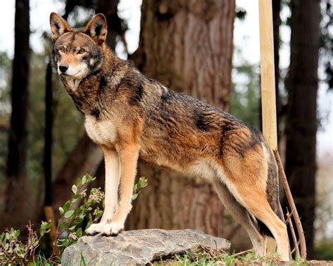 Outdoors: A-State Hosts National Red Wolf Species Survival Plan Meeting ...