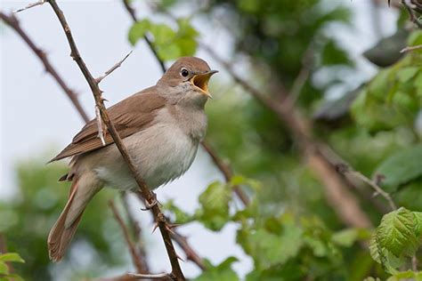 Nightingale | Bird Identification Guide | Bird Spot