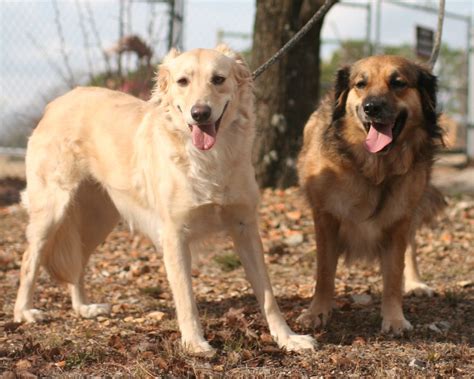 Beautiful Golden Retriever Puppies Arkansas Adoption