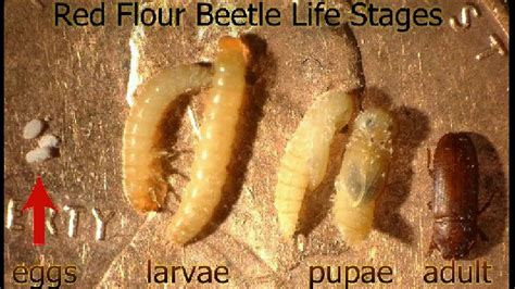 Pantry Beetle Larvae