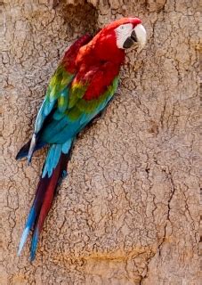 Red-and-green Macaw (Ara chloropterus) | Parrot Encyclopedia