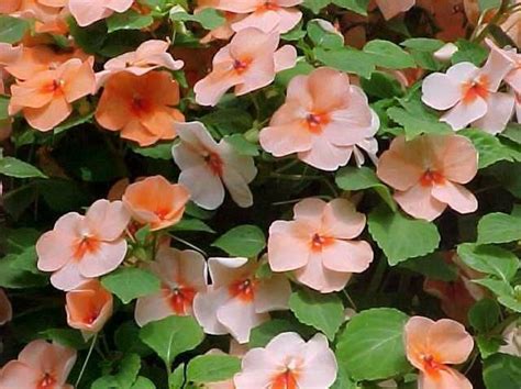 Impatiens walleriana | Plants, Bloom where youre planted, Easy to grow houseplants
