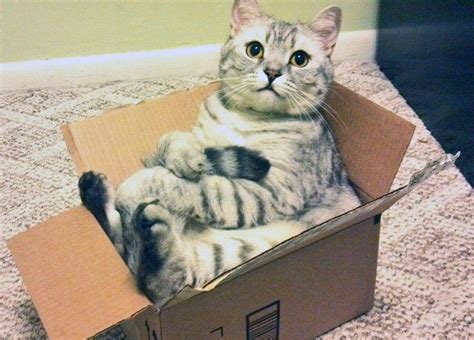 Why cats love boxes so much