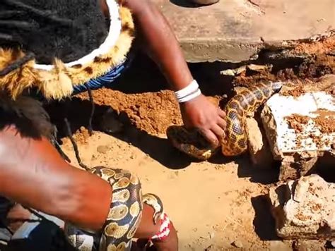 WATCH: SNAKES CLEANSE BLEEDING HOUSE! | Daily Sun