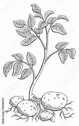 Sketch Of Potato Plant Coloring Pages sketch template