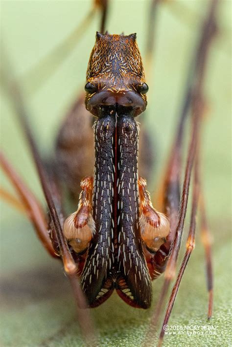 a close up view of a bug's head and legs with its eyes closed