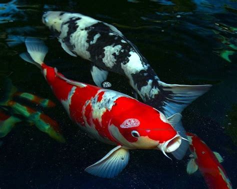 koi fish prices : Biological Science Picture Directory – Pulpbits.net