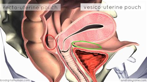 Introduction to Female Reproductive Anatomy - 3D Anatomy Tutorial - YouTube