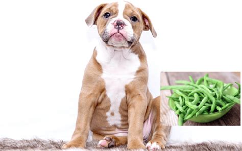 Can dogs eat green beans? - 8 shocking facts you need to know