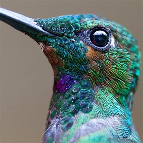 Beautiful Macro Photo of a Hummingbird's Details | PetaPixel