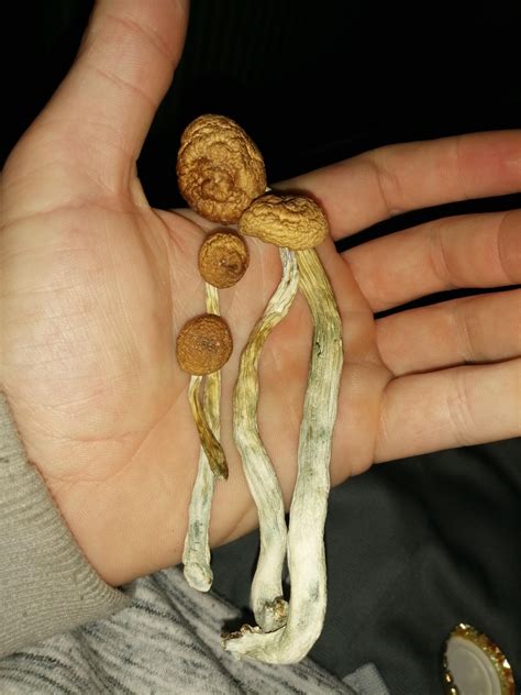 These look good? 4Gram Dry Golden Teacher🤪 : r/MagicMushroomHunters