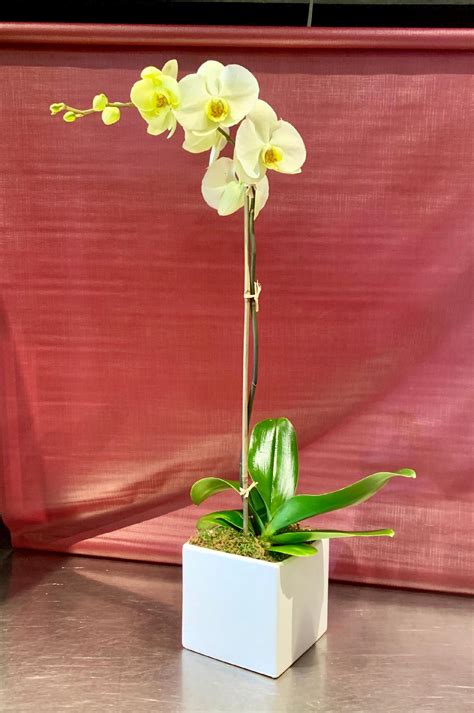 Yellow Phalaenopsis Orchid Plant in white ceramic cube in New York, NY ...