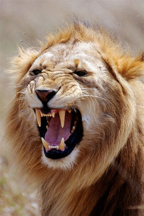 Lion Snarling Photograph by Mary Beth Angelo - Pixels