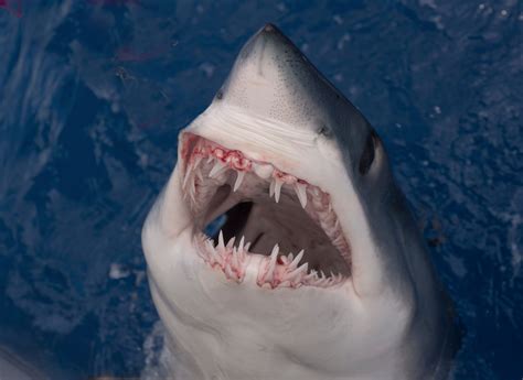 How Fast is a Mako Shark? - American Oceans