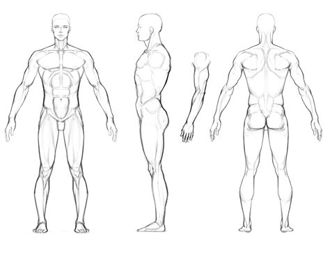 Images For > Muscular Man Drawing | Sketches, Human anatomy drawing, Male body drawing