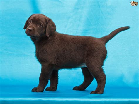 Labrador Retriever Dog Breed | Facts, Highlights & Buying Advice | Pets4Homes | Labrador ...