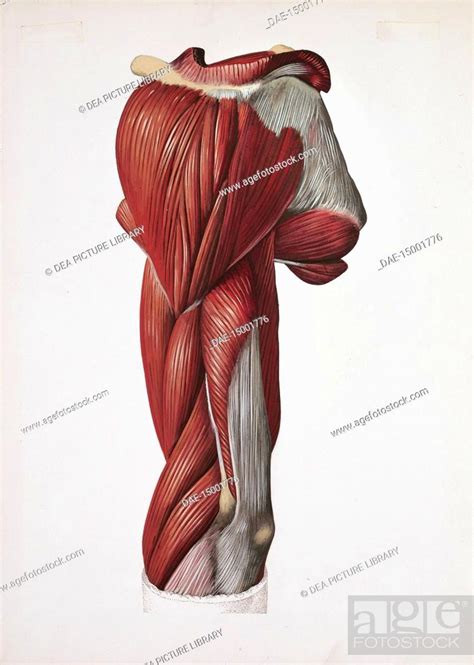 Arm Muscle Anatomy Drawing