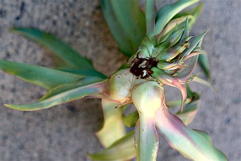 Octopus agave bulbils | Debra Lee Baldwin