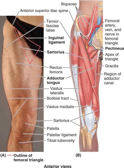 Injury of the month: hip & groin pain | Physio Remedies | Physiotherapy & Sports Massage ...