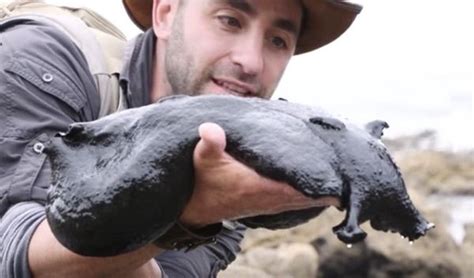 Found: A Giant Slug the Size of a Cat https://plus.google.com/+KevinGreenFixedOpsGenius/posts ...