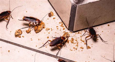 How to prevent cockroaches | Rentokil AU