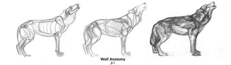 Animal Anatomy: Wolf by 89ravenclaw on DeviantArt