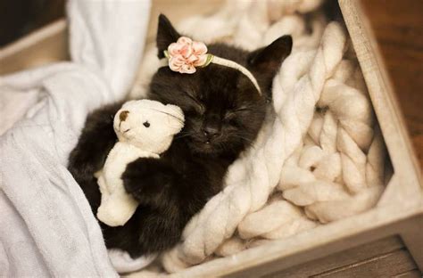 7 Times Your Cat Acts Exactly Like a Baby | Newborn kittens, Kittens ...