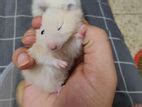 Long Hair Syrian Male Tame Hamster for Sale in Khilgaon | Bikroy