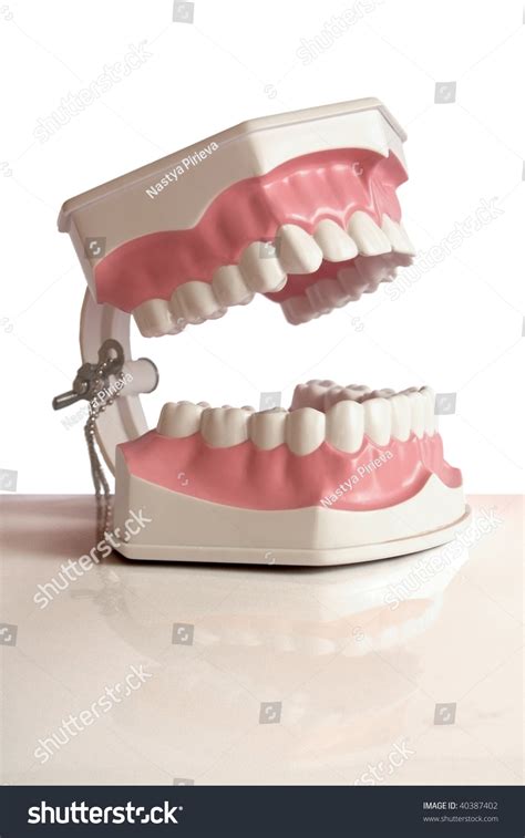 Teeth Model Stock Photo 40387402 : Shutterstock