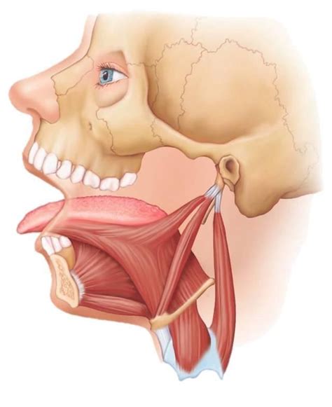 TOUCH это изображение: Genioglossus, Hyoglossus, Styloglossus by A | Muscle anatomy, Body ...