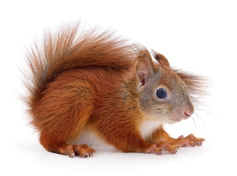 Premium Photo | Eurasian red squirrel