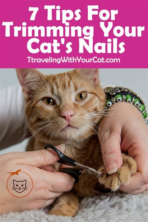 7 Tips For Trimming Your Cat's Nails | Trim cat nails, Cat nails, Cats