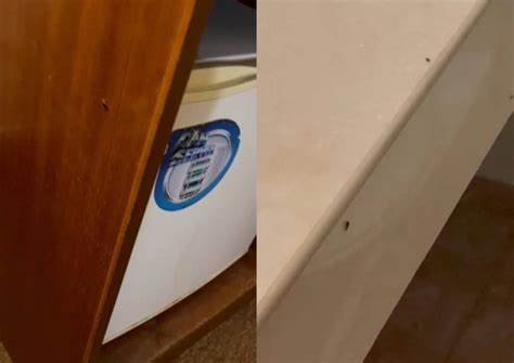 Daily roundup: Guest slams Orchard Road hotel over room 'infested with cockroaches' - and other ...