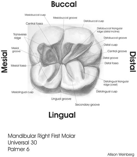 Anatomy Of A Molar Tooth Sample Drawings Morphology | Dental hygenist ...