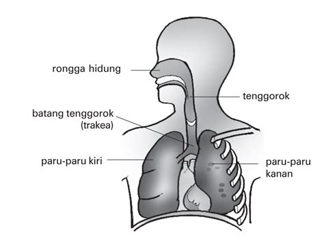 Pras Academy - SD: Alat pernapasan yang menghubungkan rongga hidung dengan paru - paru adalah ...