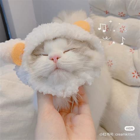 𝚖𝚘𝚘𝚗.𝚛𝚞𝚊𝚛𝚞𝚊 | Cat outfits pets, Cute cats, Cute baby cats