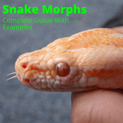 Corn Snake Morphs Chart