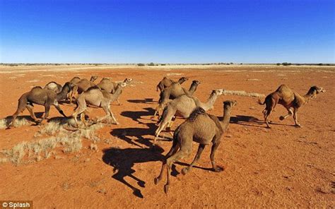 Fun Australia Fact Thursday: There are 300,000 feral camels in Australia, the largest such ...