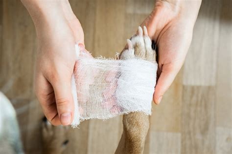 How Do I Clean A Dog Wound