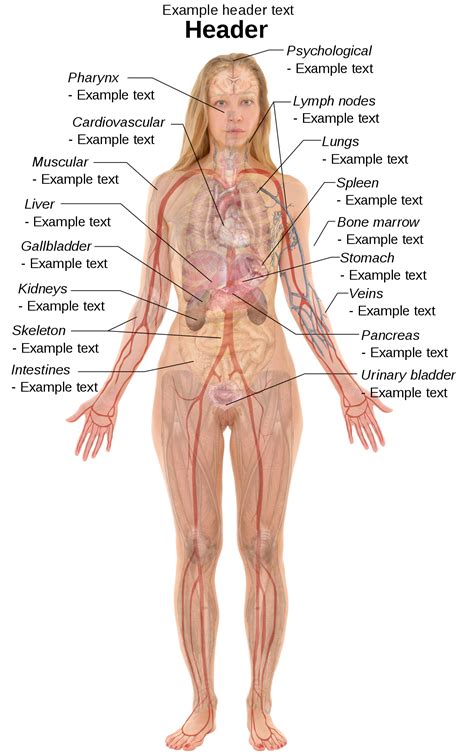 File:Female template with organs.svg - Wikimedia Commons