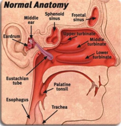 Image result for where does eustachian tube enter throat | Throat anatomy, Basic anatomy and ...