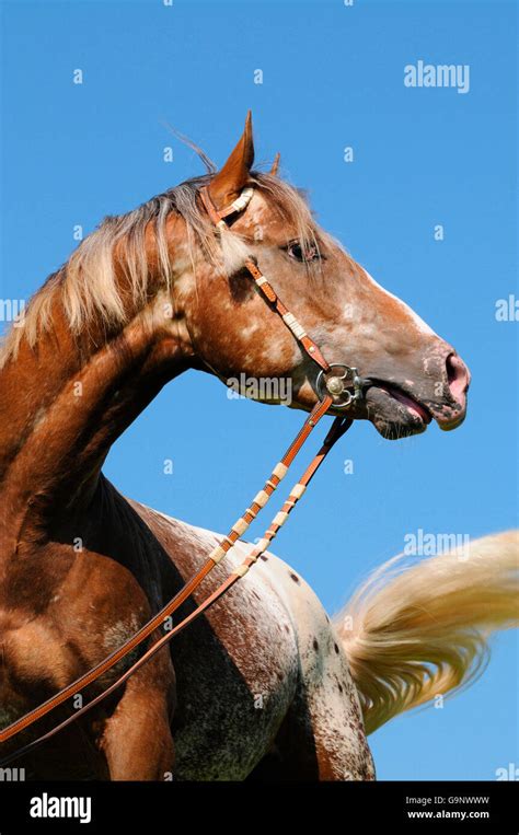 Appaloosa, stallion / chestnut, blanket, spots, headgear Stock Photo ...