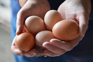 Eggs in Hands | United Soybean Board | Flickr