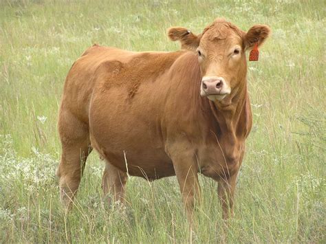 Selecting and Developing Replacement Heifers | UNL Beef